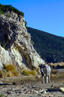 Alberese spiaggia nei pressi della Torre di Collelungo