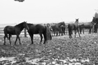 I Butteri della Maremma Azienda Regionale Agricola di Alberese