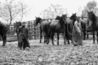 I Butteri della Maremma Azienda Regionale Agricola di Alberese