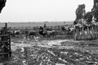 I Butteri della Maremma Azienda Regionale Agricola di Alberese