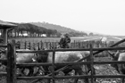 I Butteri della Maremma Azienda Regionale Agricola di Alberese