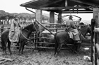 I Butteri della Maremma Azienda Regionale Agricola di Alberese