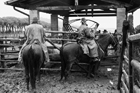 I Butteri della Maremma Azienda Regionale Agricola di Alberese