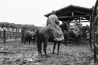 I Butteri della Maremma Azienda Regionale Agricola di Alberese