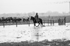 I Butteri della Maremma Azienda Regionale Agricola di Alberese