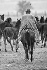 I Butteri della Maremma Azienda Regionale Agricola di Alberese