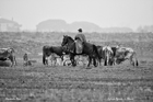 I Butteri della Maremma Azienda Regionale Agricola di Alberese