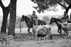 I Butteri della Maremma Azienda Regionale Agricola di Alberese