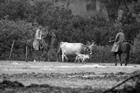 I Butteri della Maremma Azienda Regionale Agricola di Alberese