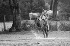 I Butteri della Maremma Azienda Regionale Agricola di Alberese