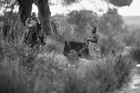 I Butteri della Maremma Azienda Regionale Agricola di Alberese