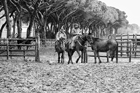I Butteri della Maremma Azienda Regionale Agricola di Alberese
