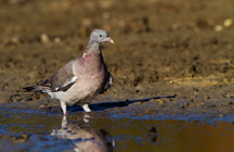 Colombacio (Columba palumbus)
