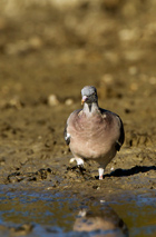 Colombacio (Columba palumbus)