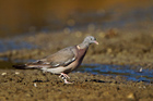 Colombacio (Columba palumbus)