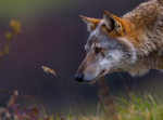 Lupo Appenninico (Canis lupus italicus)