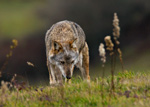 Lupo Appenninico (Canis lupus italicus)