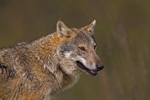 Lupo Appenninico (Canis lupus italicus)