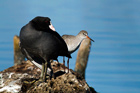 Pettegola (Tringa totanus)