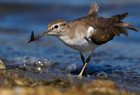 Piro Piro piccolo (Actitis hypoleucos)