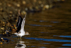 Piro Piro piccolo (Actitis hypoleucos)