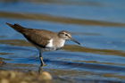 Piro Piro piccolo (Actitis hypoleucos)