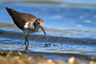 Piro Piro piccolo (Actitis hypoleucos)