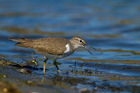 Piro Piro piccolo (Actitis hypoleucos)