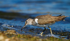 Piro Piro piccolo (Actitis hypoleucos)