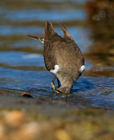 Piro Piro piccolo (Actitis hypoleucos)
