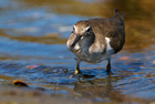 Piro Piro piccolo (Actitis hypoleucos)