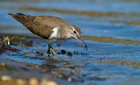 Piro Piro piccolo (Actitis hypoleucos)