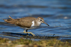 Piro Piro piccolo (Actitis hypoleucos)