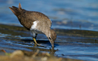 Piro Piro piccolo (Actitis hypoleucos)