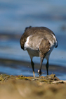Piro Piro piccolo (Actitis hypoleucos)