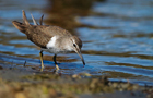 Piro Piro piccolo (Actitis hypoleucos)