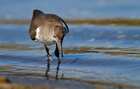 Piro Piro piccolo (Actitis hypoleucos)