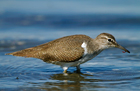 Piro Piro piccolo (Actitis hypoleucos)