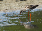 Totano Moro (Tringa erythropus)