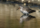 Totano Moro (Tringa erythropus)