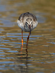 Totano Moro (Tringa erythropus)