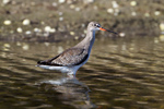 Totano Moro (Tringa erythropus)