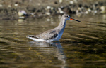 Totano Moro (Tringa erythropus)