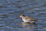 Totano Moro (Tringa erythropus)