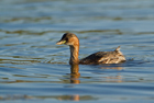 Galleria Tuffetto (Tachybaptus ruficollis)