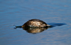 Tuffetto (Tachybaptus ruficollis)
