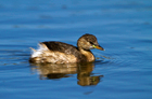 Tuffetto (Tachybaptus ruficollis)