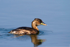 Tuffetto (Tachybaptus ruficollis)