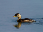 Tuffetto (Tachybaptus ruficollis)